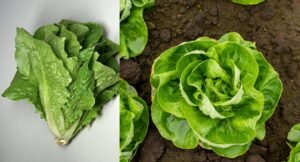 is there a Lettuce Shortage