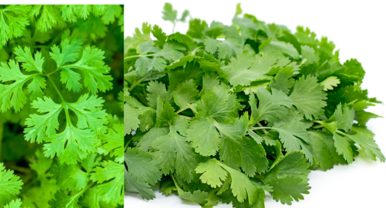 cilantro shortage