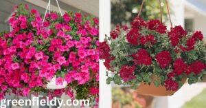 Full sun hanging plants