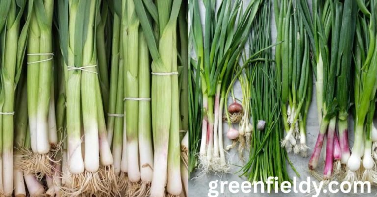 Green Onion Shortage