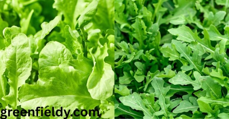 arugula growing tips