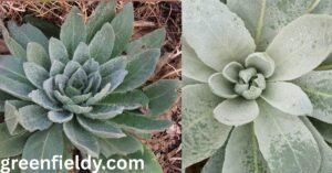 Mullein Look Alikes Plants