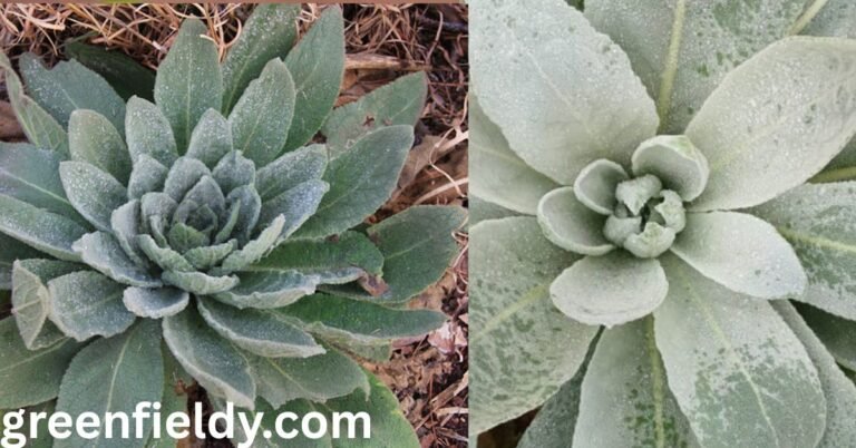 Mullein Look Alikes Plants