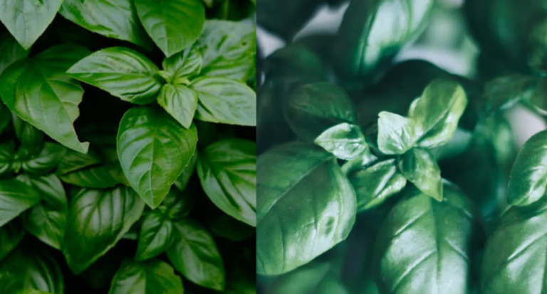 basil shortage