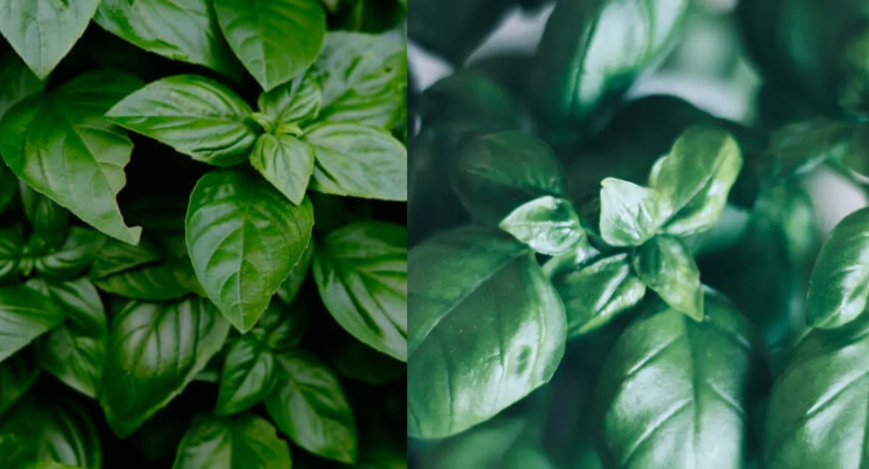basil shortage