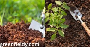 best soil for vegetable garden