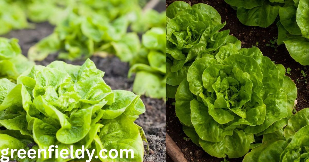 best time to plant lettuce