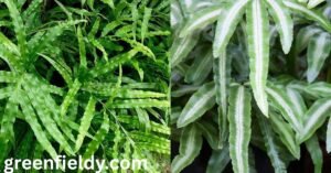 brake fern care