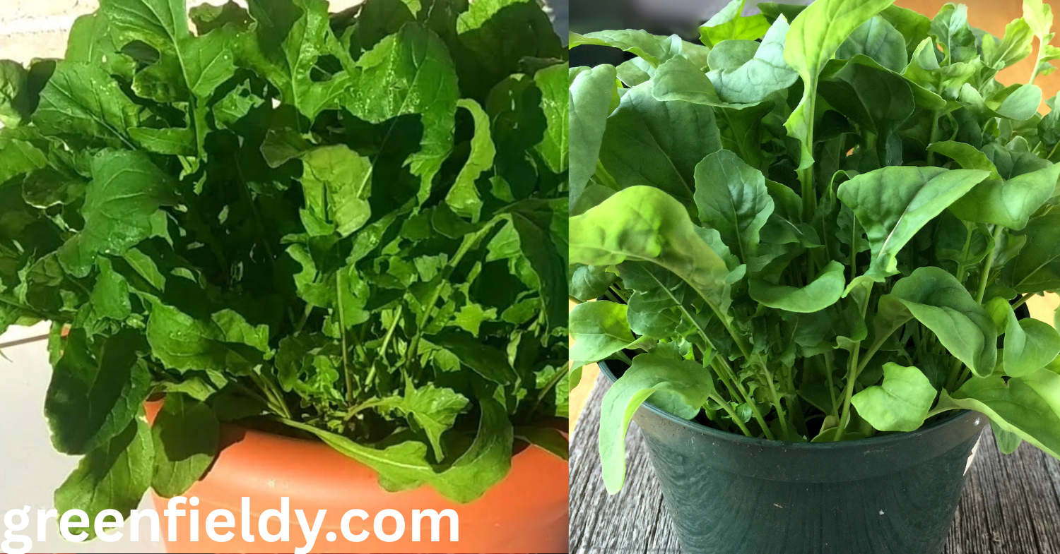 growing arugula in pots