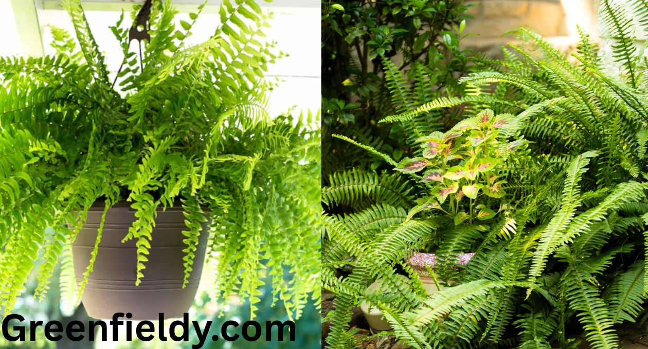 how to care for ferns outside