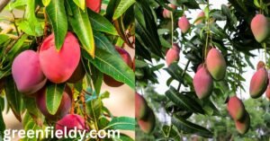 how to grow mango from seed