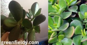 jade plant turning purple