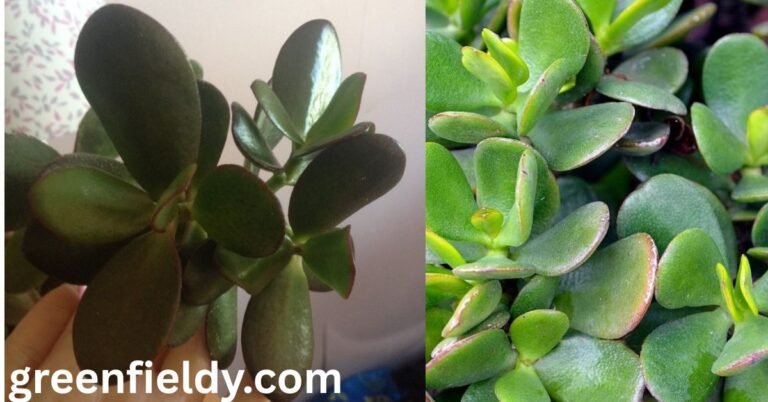 jade plant turning purple