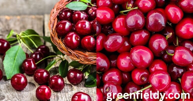 labor shortage in cherry harvesting