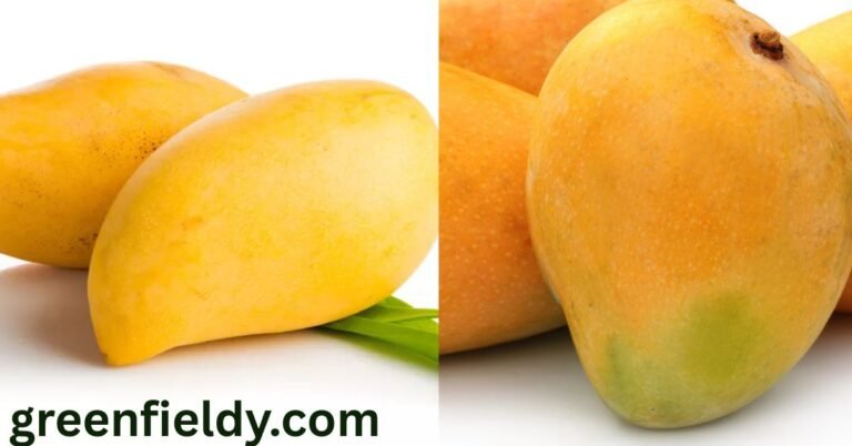 mango shortage