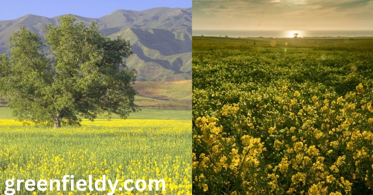 labor shortage in cherry harvesting