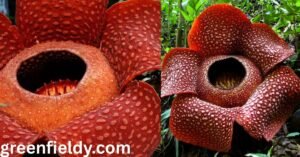 ugliest flower in the world