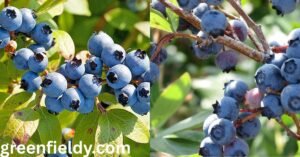 wild blueberry