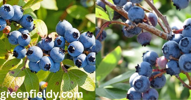wild blueberry