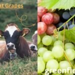Can Cows Eat Grapes
