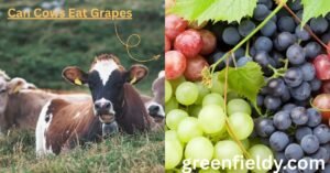 Can Cows Eat Grapes