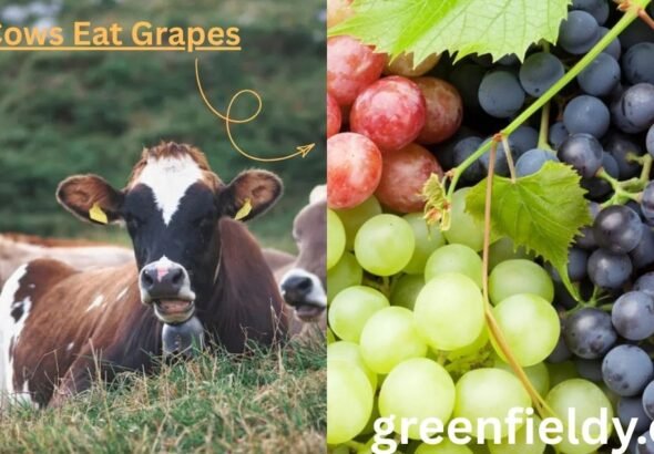 Can Cows Eat Grapes