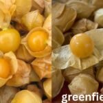 Growing Ground Cherries