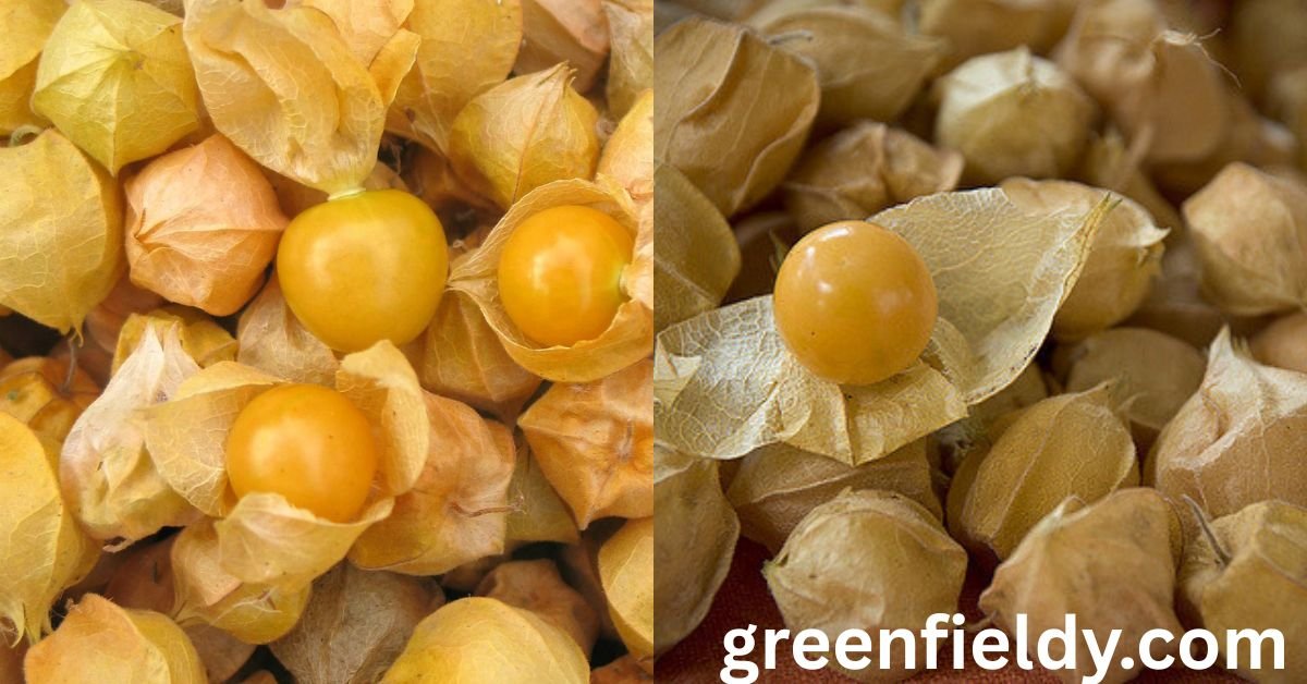 Growing Ground Cherries
