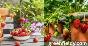 Growing Strawberries in Containers