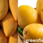 Mango Season in Florida