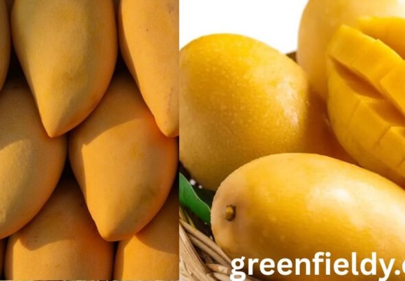 Mango Season in Florida