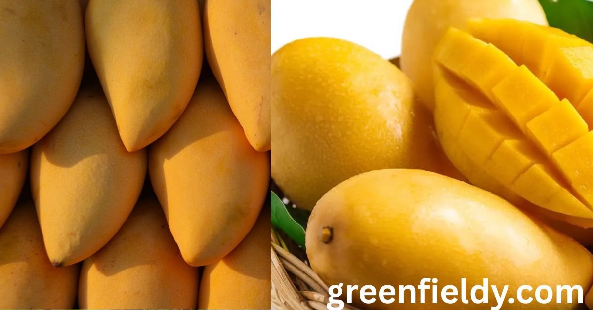 Mango Season in Florida