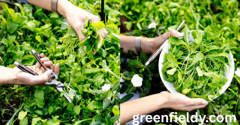 growing arugula indoors
