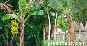 how to grow a banana tree