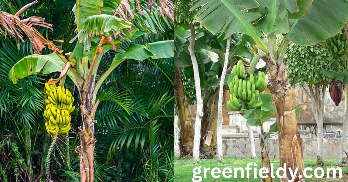 how to grow a banana tree