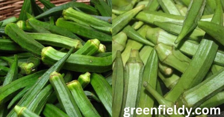 okra shortage