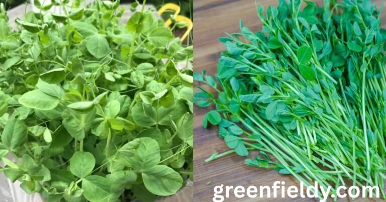 pea shoots benefits