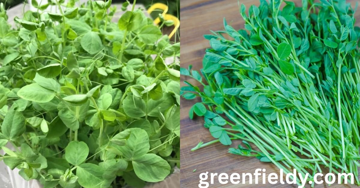 pea shoots benefits