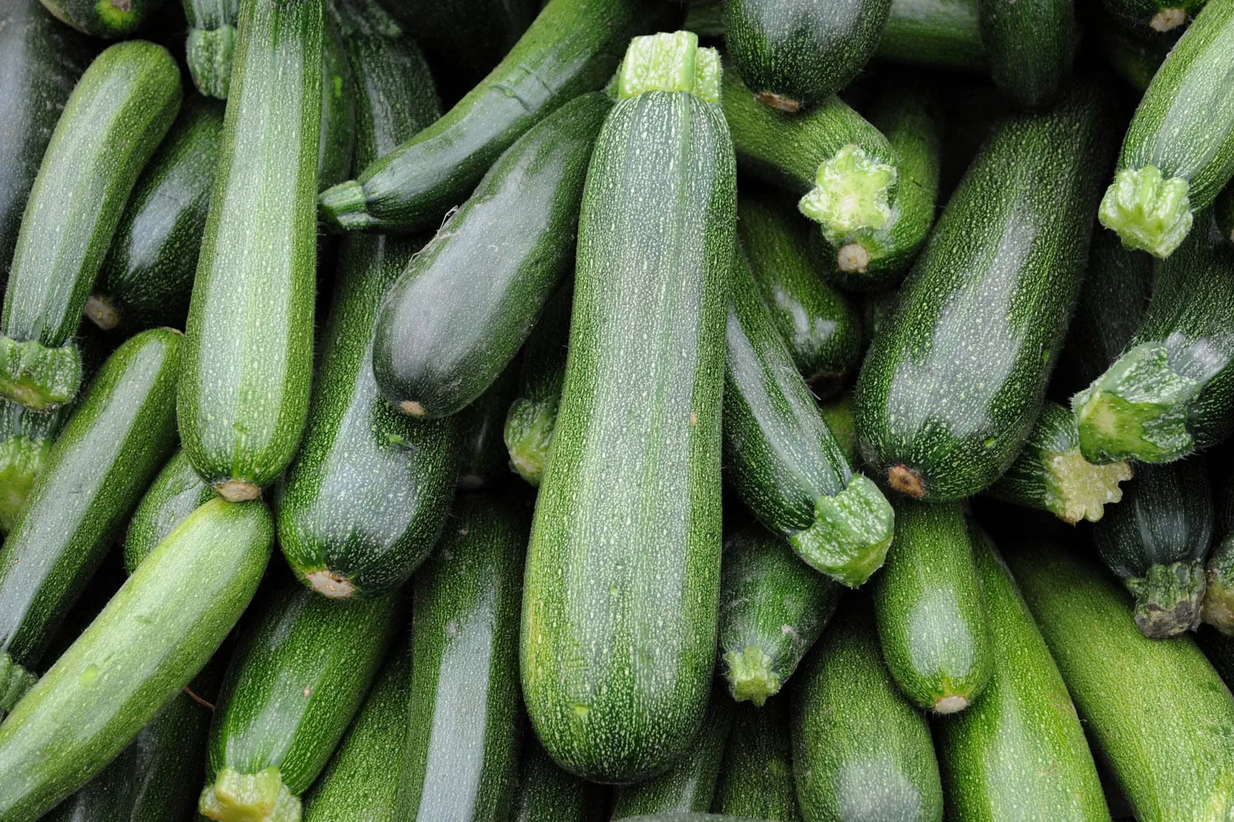 Zucchini Shortage