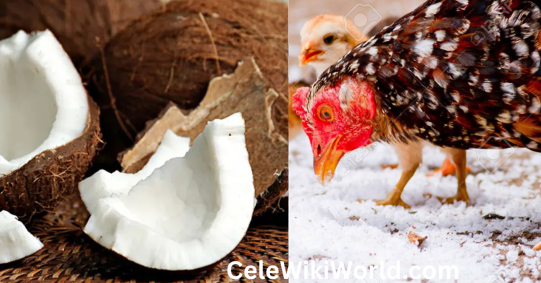 Can Chickens Eat Coconut