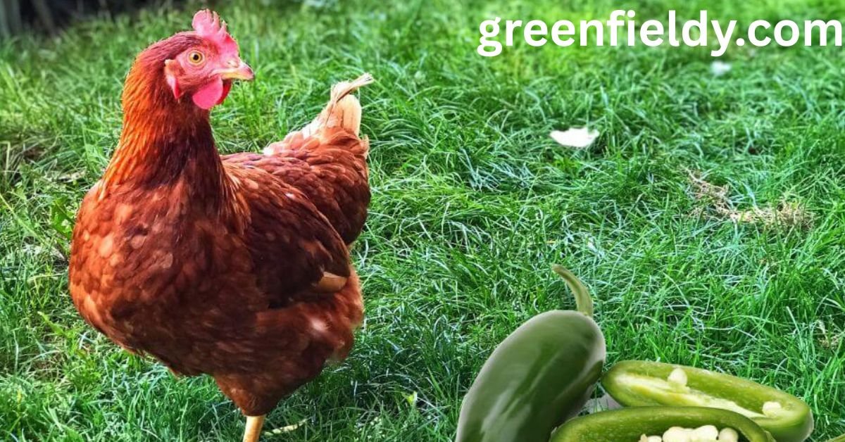 Can Chickens Eat Jalapeños