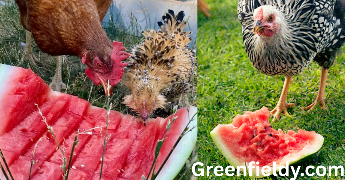 Can Chickens Eat Watermelon