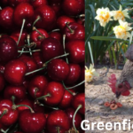 Can Chickens Eat Cherry Pits