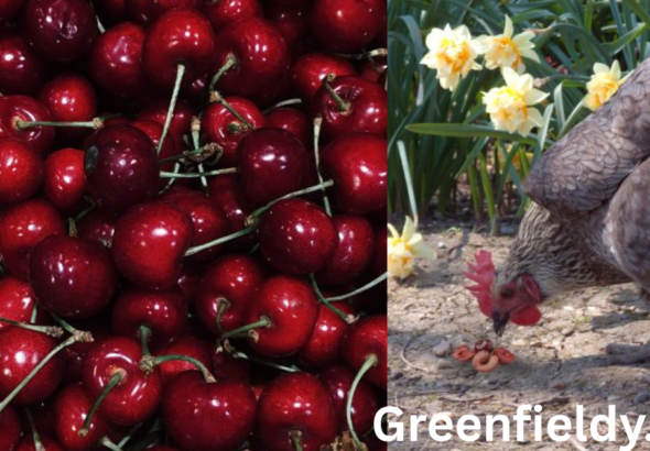 Can Chickens Eat Cherry Pits