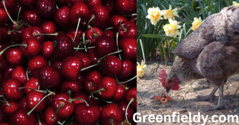 Can Chickens Eat Cherry Pits