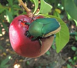 green fruit beetles