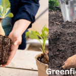 Planting Dahlia Bulbs