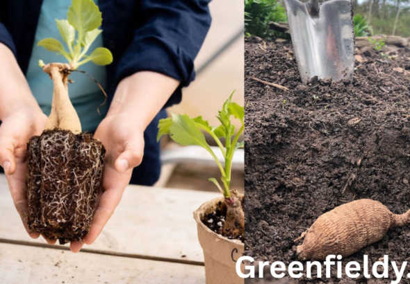 Planting Dahlia Bulbs