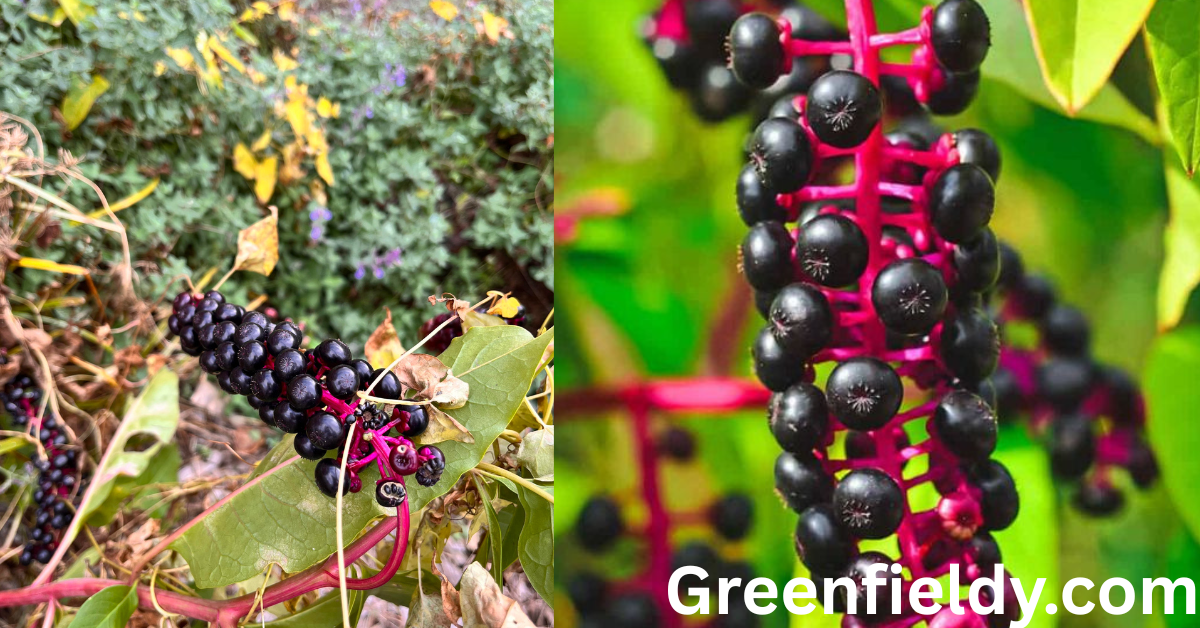 Pokeweed Look Alikes