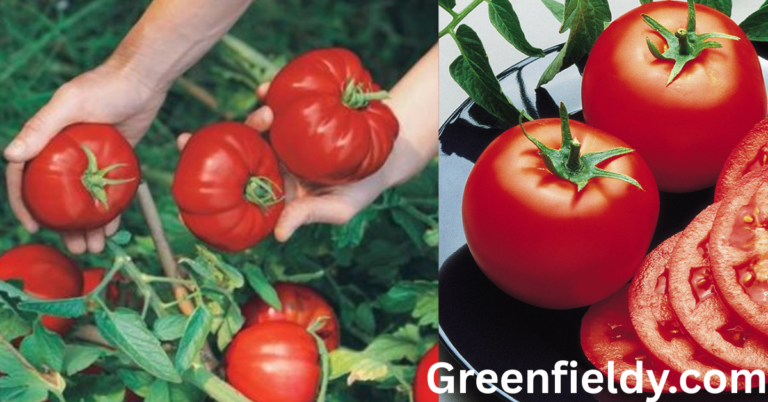 goliath tomato plants